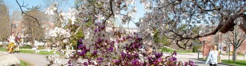 Flowers on campus